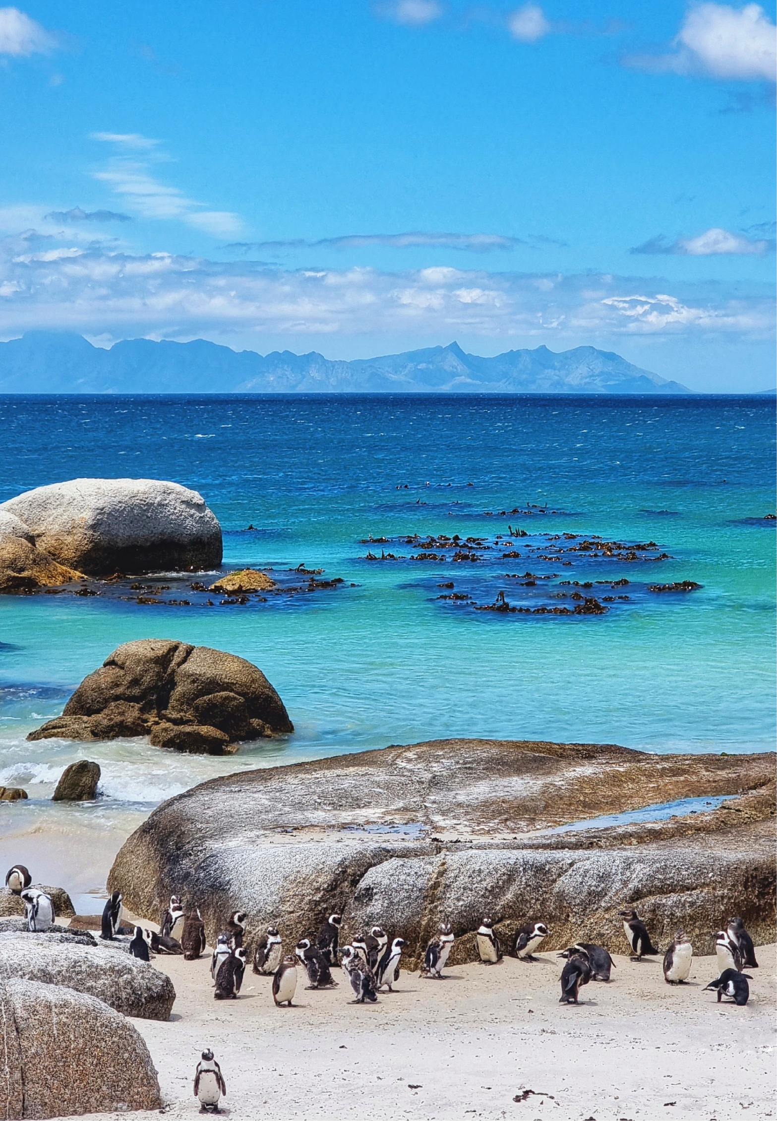 A large colony of African penguins gathered on the white sand and granite boulders at Boulders Beach, with turquoise water, rocky outcrops, and distant mountains under a bright blue sky.