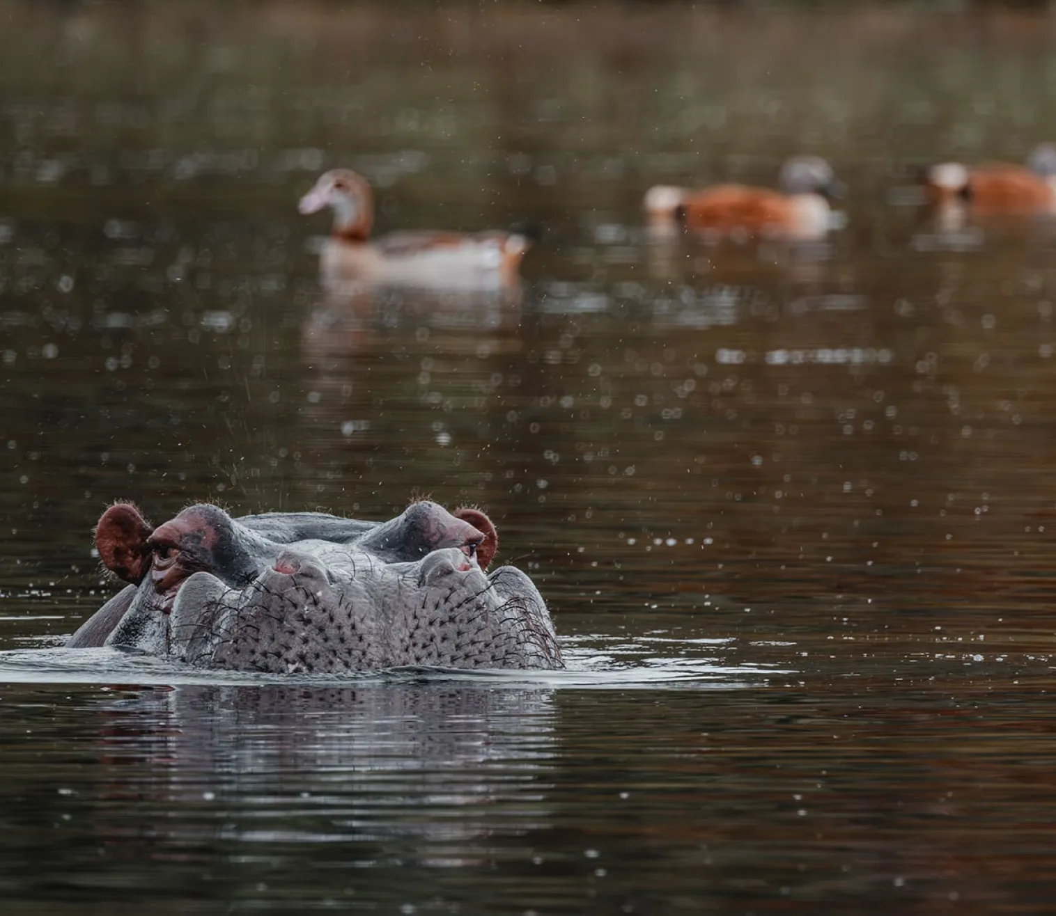 botswana-breakaway
